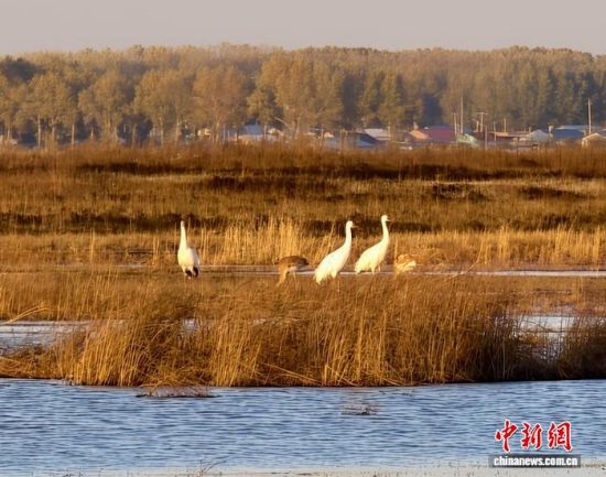 �ؚw�QȺ�ġ�С��(����)�����˰��QȺ�w�����r �z