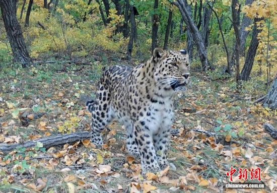 2025���ږ|���������ҹ��@�Ĕz�Ė|������(��ҕ��ý���D)